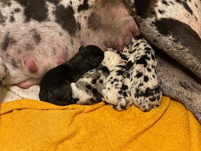 Mike vom Hause Rawert