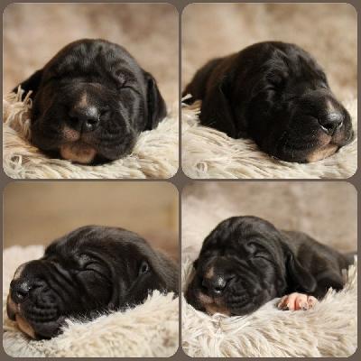 Mike vom Hause Rawert