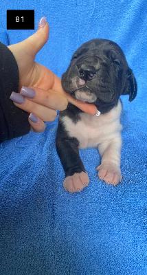 Bismarck Von Schlesien