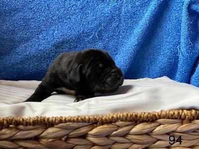 Best Black Von Schlesien