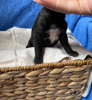 Best Black Von Schlesien