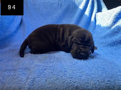 Best Black Von Schlesien