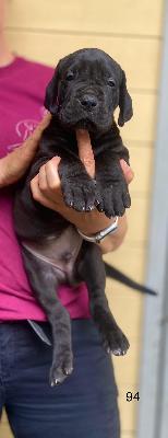 Best Black Von Schlesien