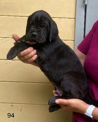 Best Black Von Schlesien