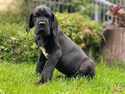 Best Black Von Schlesien