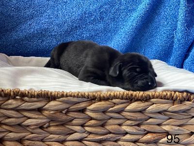 Balios Von Schlesien