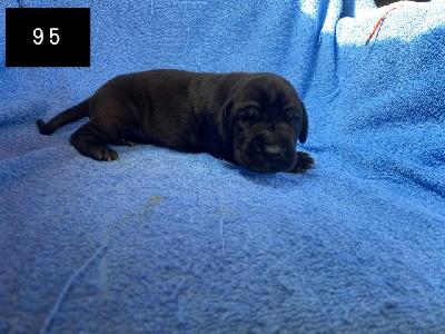 Balios Von Schlesien