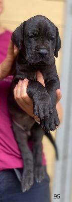 Balios Von Schlesien