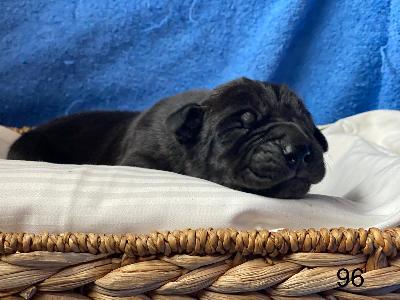 Bozislav Von Schlesien