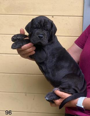 Bozislav Von Schlesien