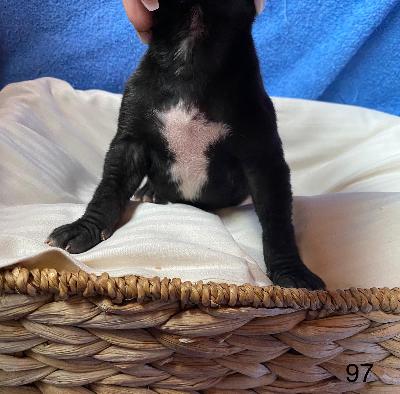 B-Draco Von Schlesien