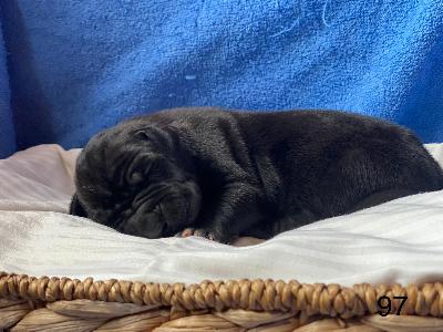 B-Draco Von Schlesien