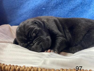 B-Draco Von Schlesien