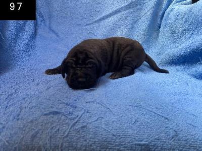 B-Draco Von Schlesien