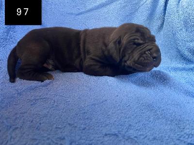 B-Draco Von Schlesien