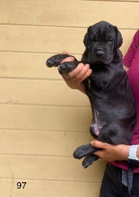 B-Draco Von Schlesien