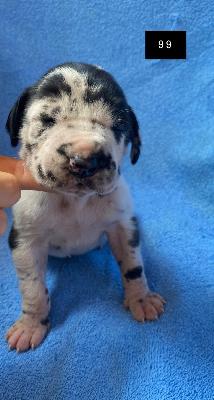 Bailey Von Schlesien