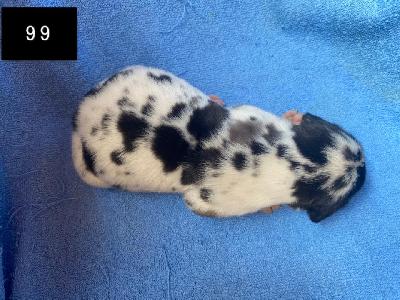 Bailey Von Schlesien