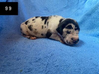 Bailey Von Schlesien