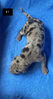 Buttercup Von Schlesien