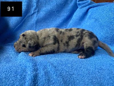 Buttercup Von Schlesien