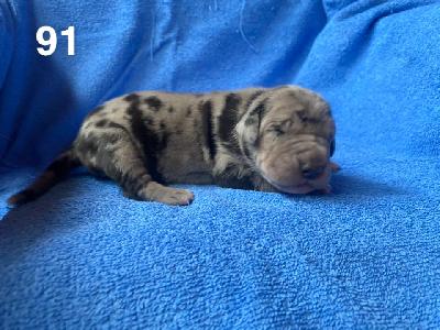 Buttercup Von Schlesien