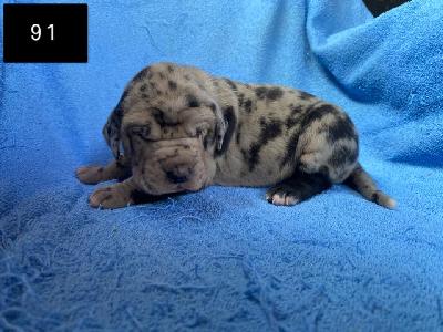 Buttercup Von Schlesien