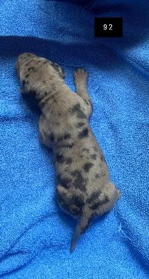 Babsine Von Schlesien