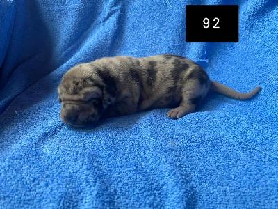 Babsine Von Schlesien