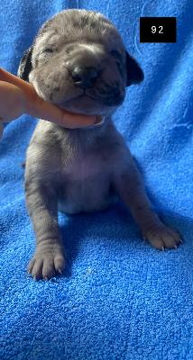 Babsine Von Schlesien