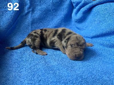 Babsine Von Schlesien