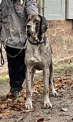 Babsine Von Schlesien