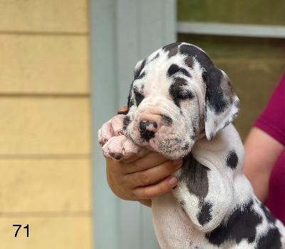 Chomper Von Schlesien