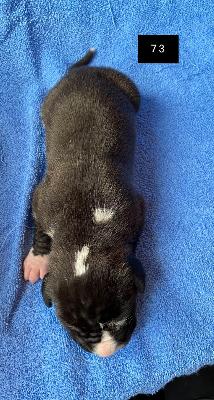 Clovis Von Schlesien