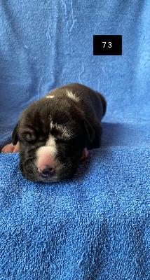 Clovis Von Schlesien