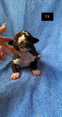 Clovis Von Schlesien