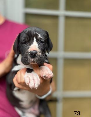 Clovis Von Schlesien