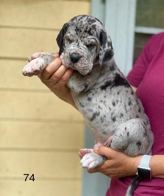 Calimero Von Schlesien