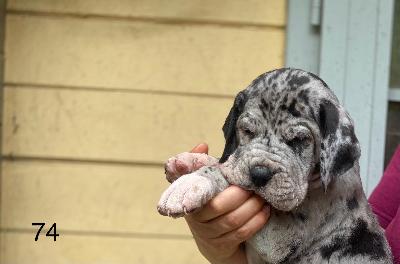 Calimero Von Schlesien