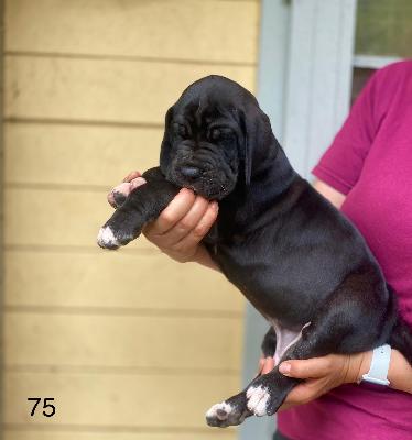 Charless Von Schlesien