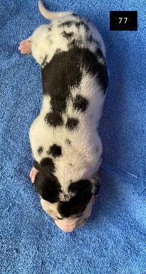 C-Hershey Von Schlesien