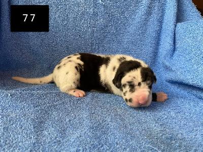 C-Hershey Von Schlesien