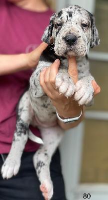 Cleopatraa Von Schlesien