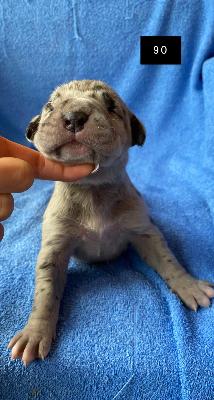 Cinnamon Von Schlesien