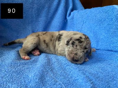 Cinnamon Von Schlesien