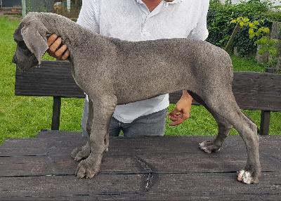 Pepper Vom Hause Wagner