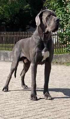 Kodak Margarejro (FCI)