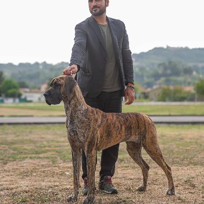 Zostere-T dei Numi di Thorr