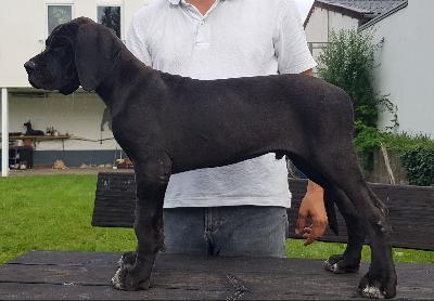 Quasseler Vom Hause Wagner