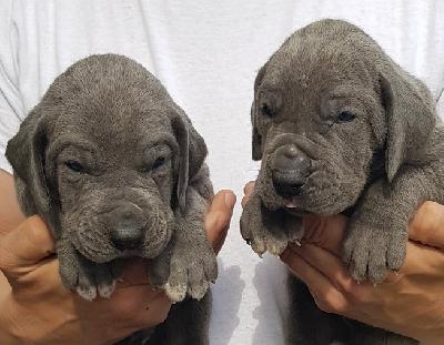 Quentino Vom Hause Wagner